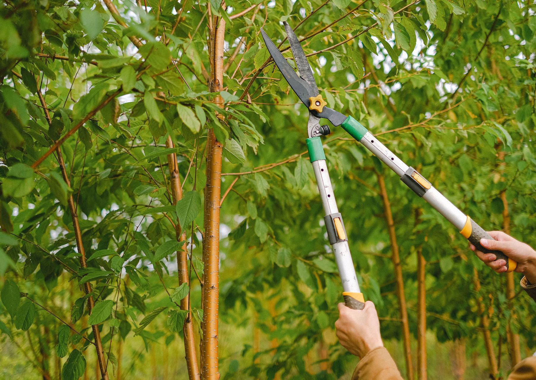 Side view of farmer with pruning shear trimming branches of tree with green leaves in orchard